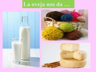 La oveja nos da …
 