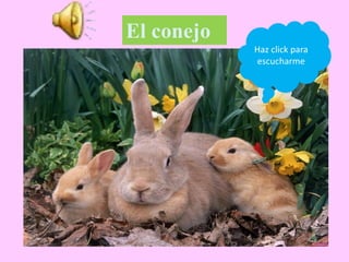 El conejo
Haz click para
escucharme
 