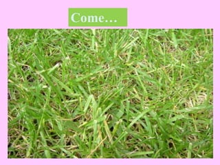 Come…
 