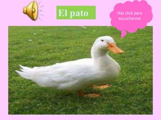 El pato Haz click para
escucharme
 