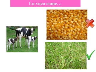 La vaca come…
 