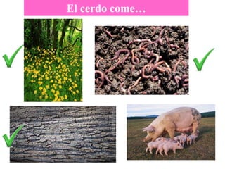 El cerdo come…
 