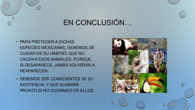 Los animales de México en peligro de extinción