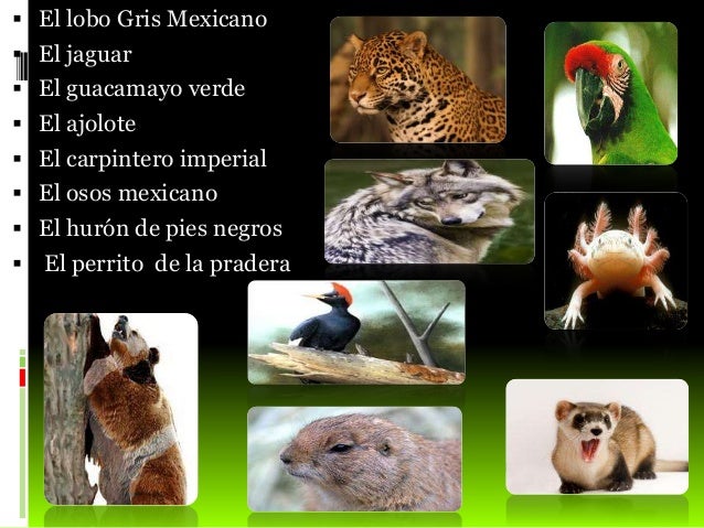 Los animales de méxico en peligro de extinción
