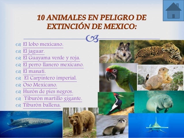 Los animales de méxico en peligro de extinción