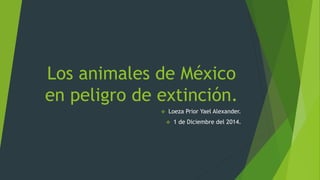 Los animales de México 
en peligro de extinción. 
 Loeza Prior Yael Alexander. 
 1 de Diciembre del 2014. 
 