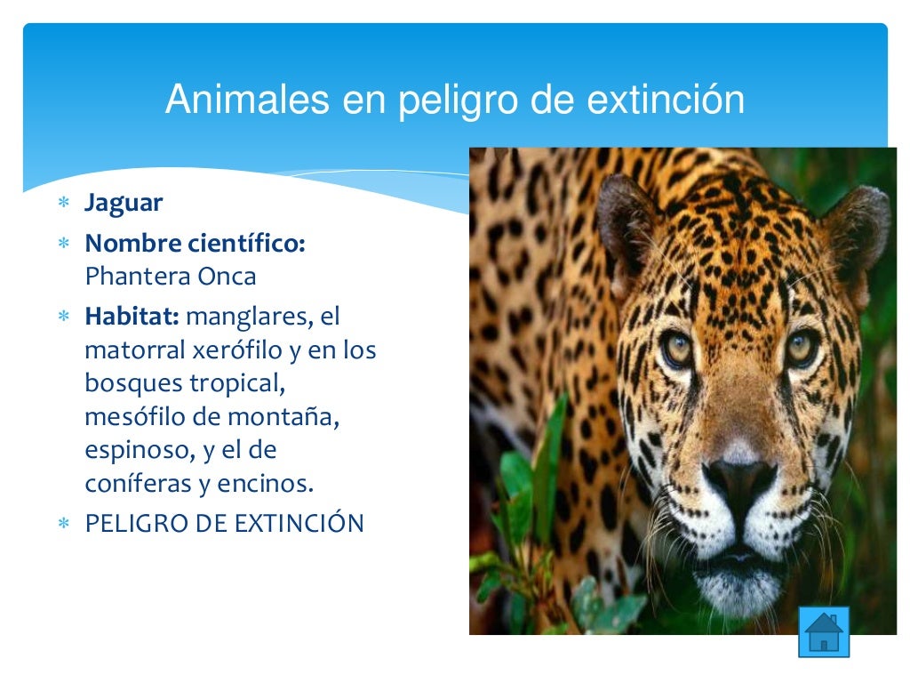 Biografía De Animales En Peligro De Extinción www.vrogue.co