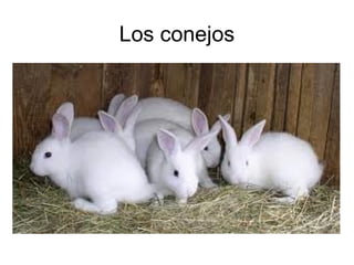 Los conejos