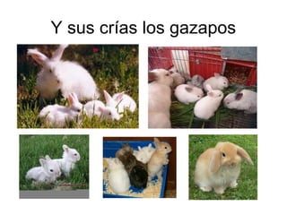 Y sus crías los gazapos