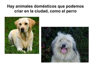 Hay animales domésticos que podemos
criar en la ciudad, como el perro