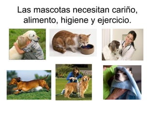 Las mascotas necesitan cariño,
alimento, higiene y ejercicio.