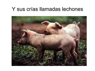 Y sus crías llamadas lechones 
