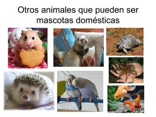 Otros animales que pueden ser mascotas domésticas 