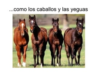 ...como los caballos y las yeguas 