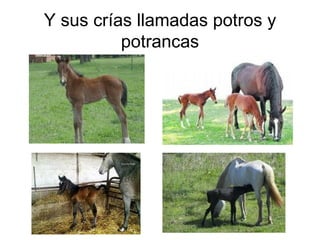 Y sus crías llamadas potros y potrancas 
