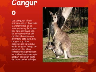 Canguros publicitarios, canguros corporativos, canguros promocionales