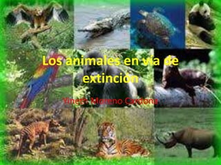 Los animales en vía de
extinción
Yineth Moreno Cardona
 