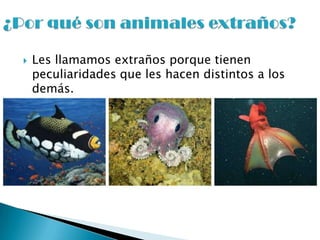  Les llamamos extraños porque tienen
peculiaridades que les hacen distintos a los
demás.
 