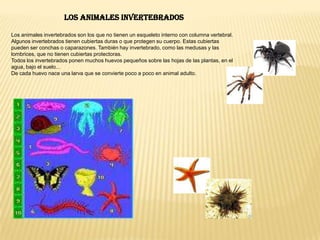  El cuerpo está dividido en cabeza, tronco y extremidades. Hay individuos machos e individuos hembras, es decir, el sexo está diferenciado. Los vertebrados se clasifican en cinco grupos: *Mamíferos* Aves*Peces*Anfibios *Reptiles 