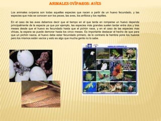 Animales carnívorosLos animales carnívoros son aquellos organismos que obtiene sus energías y requerimientos nutricionalesa través de una dieta consistente principalmente o exclusivamente del consumo de animales, ya sea mediante la depredacióno consumo de carroña. El término preferido en ecología es zoófago.Existen adjetivos más específicos para referirse a animales que devoran clases específicas de presas, como en el caso de los animales que comen insectos, se llaman insectívoros o mejor entomófagos, pero dentro de éstos todavía se puede distinguir, por ejemplo, a los comedores de hormigas y termitas, llamándolos mirmecófagos. Los carnívoros se encuentran siempre en posiciones avanzadas de la cadena trófica.Características  de los animales carnívorosLos carnívoros poseen una serie de características en común, como por ejemplo órganos para capturar y desarticular la presa (dientes y garras cumplen esta función en muchos vertebrados). A pesar de aquello, muchos carnívoros no cazan y se dedican al consumo de carroña (sin embargo muchos cazadores consumirán carroña cuando exista la oportunidad). Los carnívoros poseen un sistema digestivo comparativamente más corto debido a que ellos no requieren romper la celulosa encontrada en las plantas.
