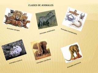 los animales salvajesCuando hablamos de animales salvajes nos referimos a todos aquellos animales que viven en libertad, en su ambiente y hábitat natural. Ahora bien, mucha gente confunde salvaje con agresivo, y si bien el mayoría de los casos esto puede llegar a ser, tendiendo en cuenta que la mayoría de los animales salvajes pueden llegar a ser un poco agresivos ya que no están acostumbrados a tratar con la gente, pero lo cierto es que termino salvaje se refiere mas a la vida silvestre que tienen estos animales. En primer lugar podemos citar como ejemplo algunos animales tales como los leones, los tigres y la mayoría de los felinos grandes; las hienas, las aves rapaces, y los reptiles entre otros. Todos estos que acabamos de mencionar, seguramente entrarán en el marco de animales peligrosos pero es importante que tengamos en cuenta el hecho de que estas especies que consideramos peligrosas, rara vez atacan sin tener un motivo, con excepción de algunos reptiles, que al ser animales de sangre fría, muchas de sus victimas suelen ser atacadas por diversión. Los animales felinos pueden ser peligrosos cuando son grandes y mayores pero de bebes son mas buenos pero traviesos siempre un poco son.             claro  nunca los molestes ni toques cuando ya crecieron.el mono no es tan malo solo que muerde a y te arranca un dedo pero son juguetones e inteligentes es un animal gracioso y es como nosotros hacemos monerías pero desendemos de monitos. 