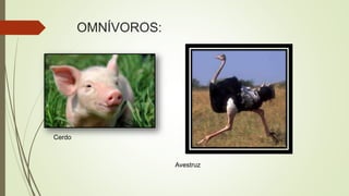OMNÍVOROS:
Cerdo
Avestruz
 