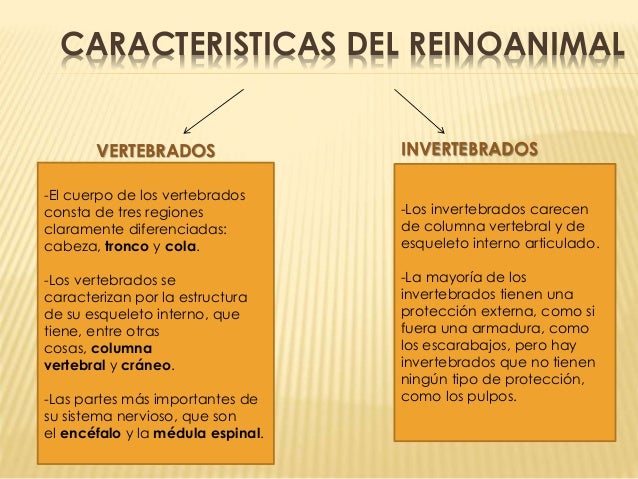 El reino animal