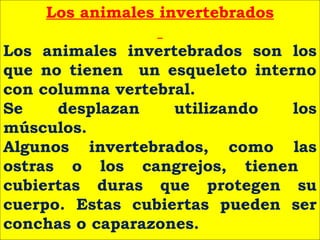 Los animales invertebrados
Los animales invertebrados son los
que no tienen un esqueleto interno
con columna vertebral.
Se desplazan utilizando los
músculos.
Algunos invertebrados, como las
ostras o los cangrejos, tienen
cubiertas duras que protegen su
cuerpo. Estas cubiertas pueden ser
conchas o caparazones.
 