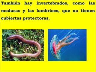 También hay invertebrados, como las
medusas y las lombrices, que no tienen
cubiertas protectoras.
 