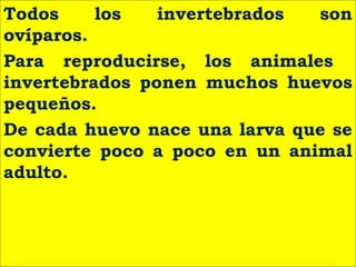 Todos los invertebrados son
ovíparos.
Para reproducirse, los animales
invertebrados ponen muchos huevos
pequeños.
De cada huevo nace una larva que se
convierte poco a poco en un animal
adulto.
 