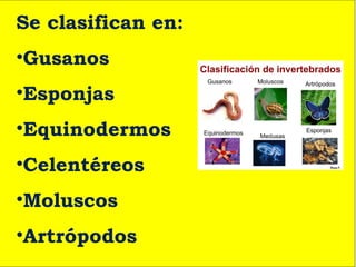 Se clasifican en:
•Gusanos
•Esponjas
•Equinodermos
•Celentéreos
•Moluscos
•Artrópodos
 