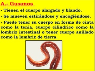 A.- Gusanos
- Tienen el cuerpo alargado y blando.
- Se mueven estirándose y encogiéndose.
- Puede tener su cuerpo en forma de cinta
como la tenia, cuerpo cilíndrico como la
lombriz intestinal o tener cuerpo anillado
como la lombriz de tierra.
 