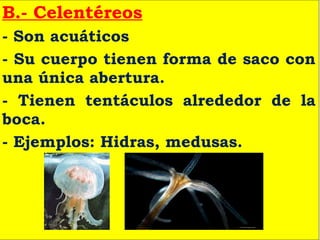 B.- Celentéreos
- Son acuáticos
- Su cuerpo tienen forma de saco con
una única abertura.
- Tienen tentáculos alrededor de la
boca.
- Ejemplos: Hidras, medusas.
 