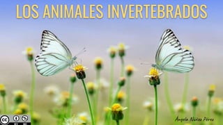 LOS ANIMALES INVERTEBRADOS
Ángela Núñez Pérez
 