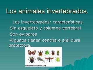 Los animales invertebrados. ,[object Object],[object Object],[object Object],[object Object]
