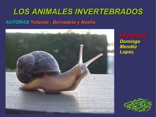 LOS ANIMALES INVERTEBRADOS AUTORAS: Yolanda , Bernadeta y Noelia. < PROFESOR:  Domingo Mendéz Lopéz. 