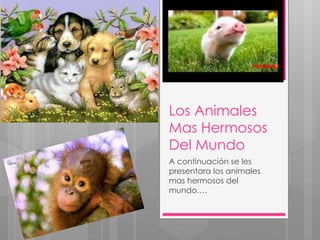 Los Animales
Mas Hermosos
Del Mundo
A continuación se les
presentara los animales
mas hermosos del
mundo….
 