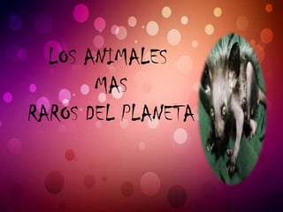LOS ANIMALES
MAS
RAROS DEL PLANETA

 
