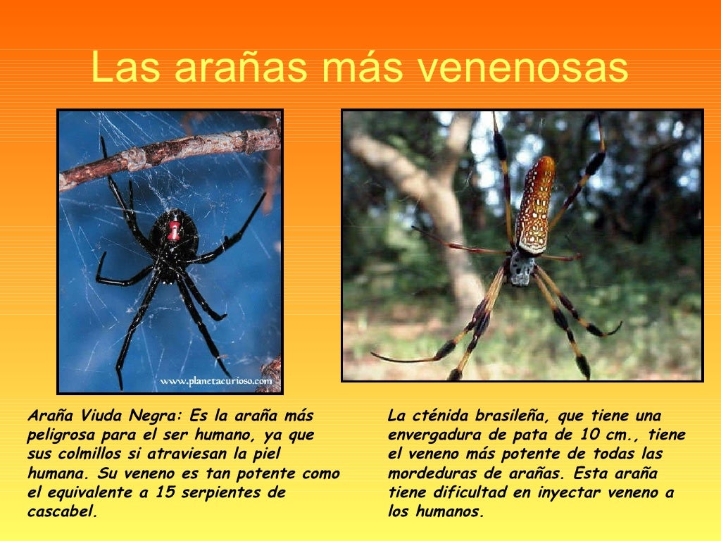 Los Animales más Venenosos