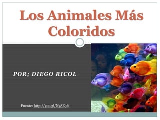 Los Animales Más 
Coloridos 
POR; DIEGO RICOL 
Fuente: http://goo.gl/NgSE36 
 