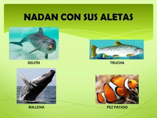 NADAN CON SUS ALETAS



DELFÍN          TRUCHA




BALLENA        PEZ PAYASO
 