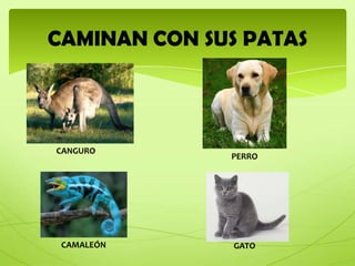 CAMINAN CON SUS PATAS



CANGURO
              PERRO




 CAMALEÓN      GATO
 