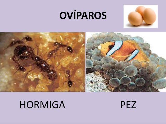 Los animales pueden nacer de huevos o no