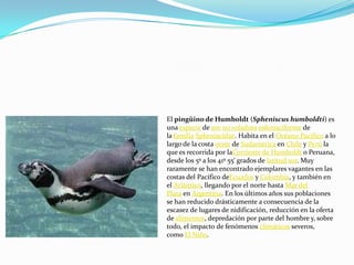 El pingüino de Humboldt (Spheniscus humboldti) es
una especie de ave no voladora esfenisciforme de
la familia Spheniscidae. Habita en el Océano Pacífico a lo
largo de la costa oeste de Sudamérica en Chile y Perú la
que es recorrida por laCorriente de Humboldt o Peruana,
desde los 5º a los 41º 55' grados de latitud sur. Muy
raramente se han encontrado ejemplares vagantes en las
costas del Pacífico deEcuador y Colombia, y también en
el Atlántico, llegando por el norte hasta Mar del
Plata en Argentina. En los últimos años sus poblaciones
se han reducido drásticamente a consecuencia de la
escasez de lugares de nidificación, reducción en la oferta
de alimentos, depredación por parte del hombre y, sobre
todo, el impacto de fenómenos climáticos severos,
como El Niño.
 