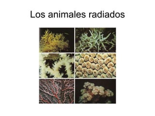 Los animales radiados 