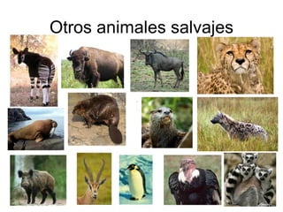 Otros animales salvajes 