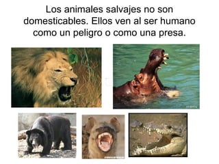 Los animales salvajes no son domesticables. Ellos ven al ser humano como un peligro o como una presa. 