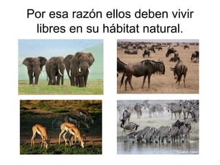 Por esa razón ellos deben vivir libres en su hábitat natural. 