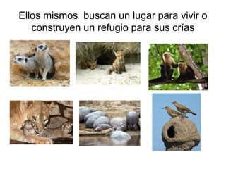 Ellos mismos  buscan un lugar para vivir o construyen un refugio para sus crías 
