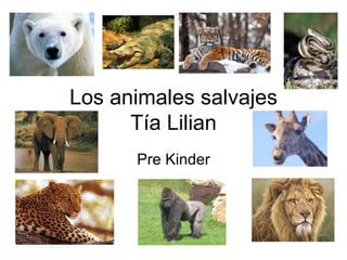 Los animales salvajes Tía Lilian Pre Kinder 